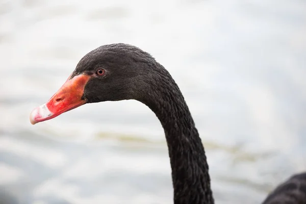 Svart svan huvud närbild — Stockfoto