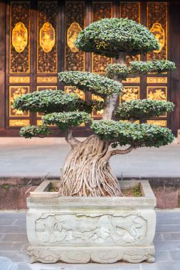Çin'deki bir tapınak önünde Bonsai