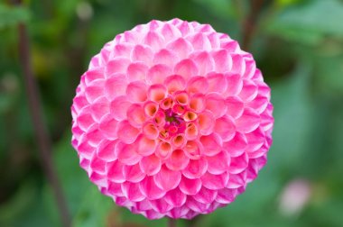 Dahlia jowey winnie portre