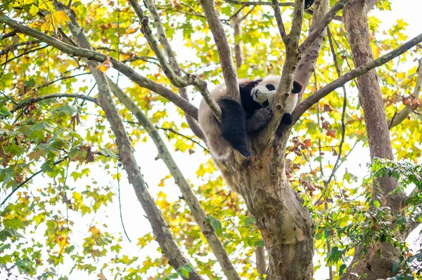 Młodą pandą spanie w drzewo — Zdjęcie stockowe