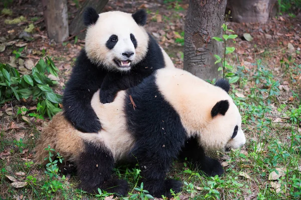 Дві молоді гігантські панди грають разом — стокове фото