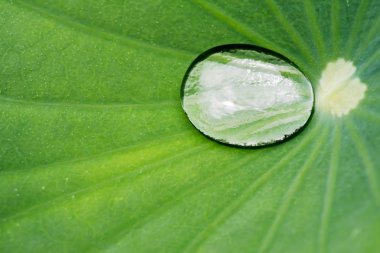 lotus yaprağı üzerinde su damlası