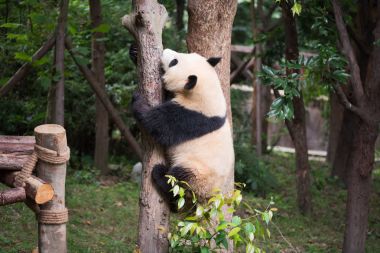 Dev bir ağaç tırmanma panda