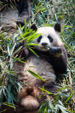 dev panda bambu yiyor.