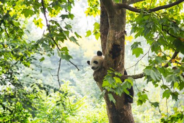 Genç panda bir ağaçta burnunu tarafından uçan bir arı ile dinlenme