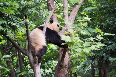 Dev bir ağaç tırmanma panda