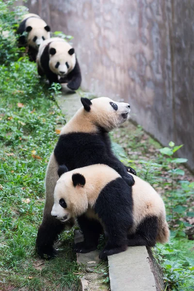 Четыре молодых гигантских панды в ожидании еды — стоковое фото