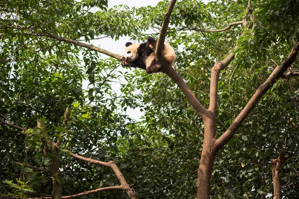 Jovem panda gigante dormindo no topo de uma árvore — Fotografia de Stock