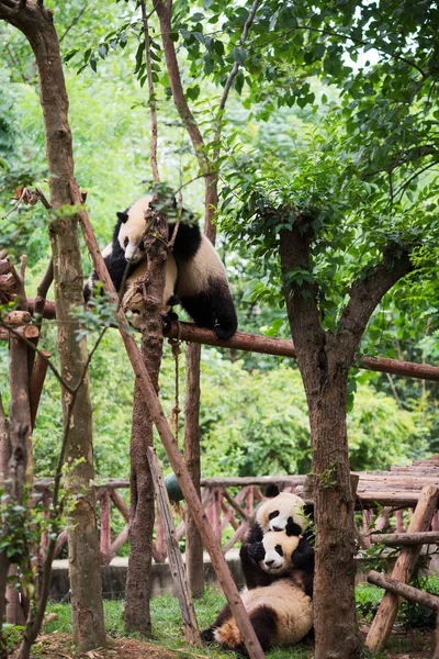 Dört genç Dev Pandalar oynarken — Stok fotoğraf
