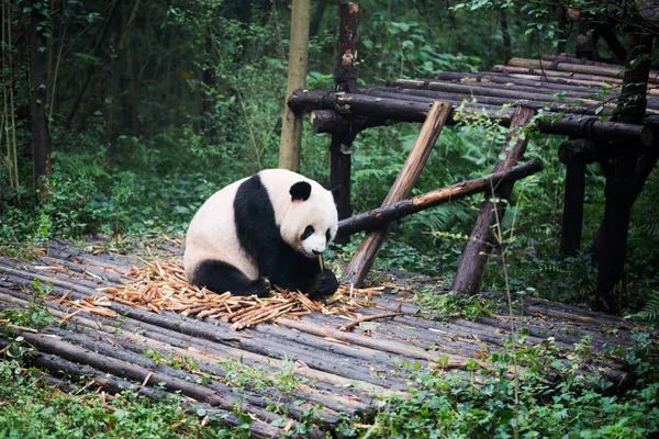 Dev panda bambu yiyor. — Stok fotoğraf