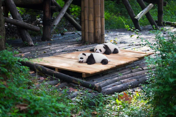 Yeni doğan bebek pandalar ormanda yatarken — Stok fotoğraf