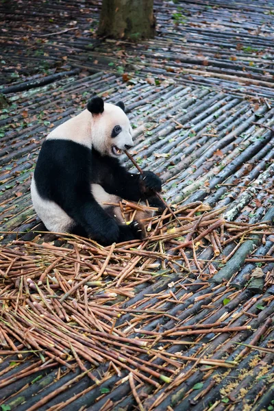 Панда, сидячи на дереві і їдять бамбука — стокове фото