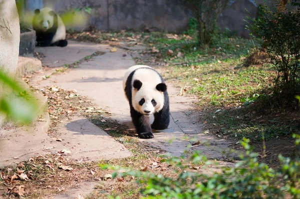 Молода гігантська панда йде по шляху з іншою пандою в ба — стокове фото
