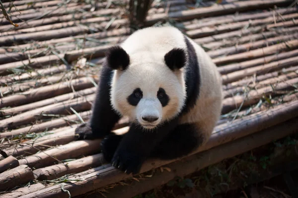 Kameraya bakarak dev panda yakın çekim — Stok fotoğraf