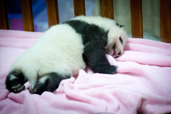 Bebê panda dormindo em um cobertor rosa — Fotografia de Stock