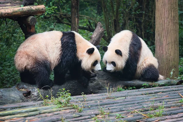 Iki Dev Pandalar birbirine bakarak — Stok fotoğraf