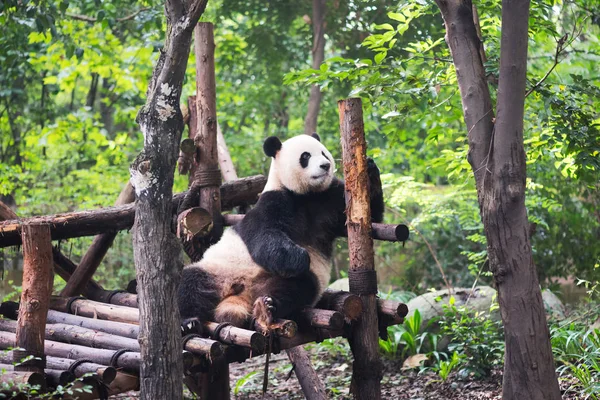 Panda gigante brincando com madeira na floresta — Fotografia de Stock