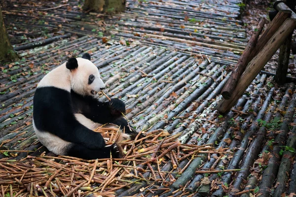 Ahşap üzerine oturan ve bambo yeme panda — Stok fotoğraf