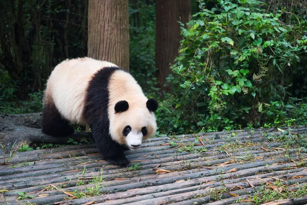 Молода гігантська панда, що йде по дереву — стокове фото