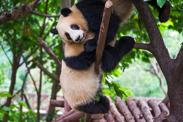 Reboque jovens pandas gigantes brincando juntos em uma árvore — Fotografia de Stock