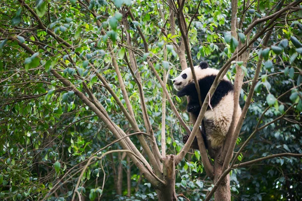 Panda gigante dormindo em uma árvore — Fotografia de Stock