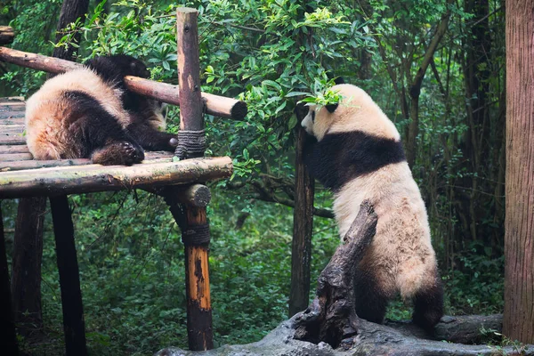 Zwei Riesenpandas spielen — Stockfoto