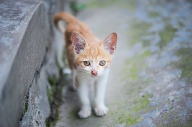 Zencefil yavru kedi sokakta kamera bakıyor