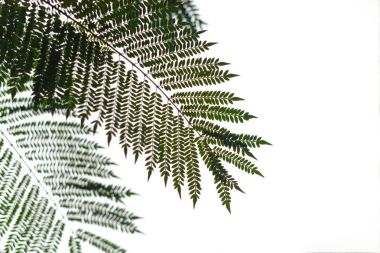 Ağaç fern beyaz gökyüzü karşı silüeti