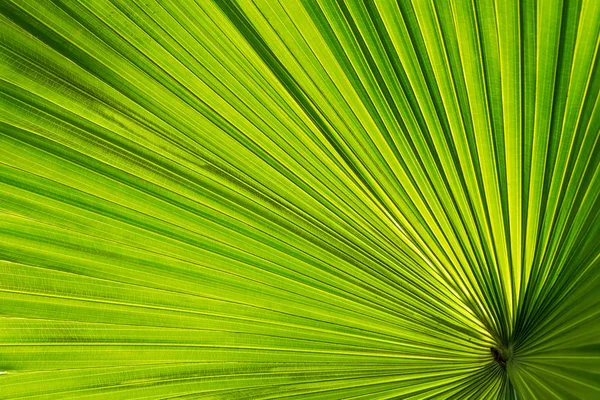 Close-up liść Palm przed słońcem — Zdjęcie stockowe