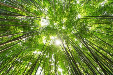 Bambu orman Çin güneşte karşı