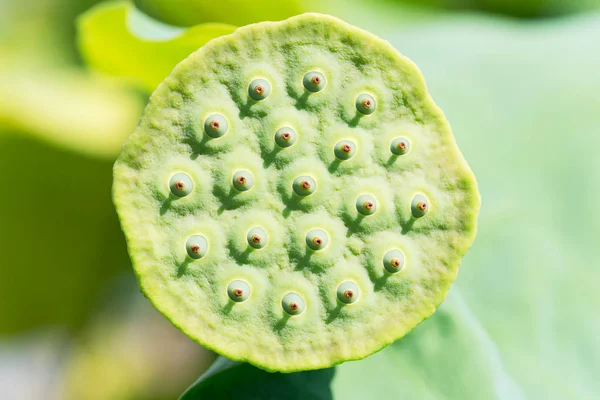 Lotus tohumu pod yakın çekim yeşil bir arka plan — Stok fotoğraf