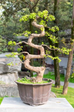 Bükülmüş bonsai ağacı Chengdu Park