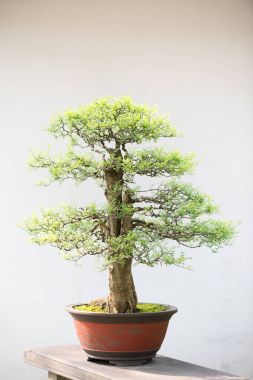 Bonsai ağacı Çin bir parkta beyaz duvara