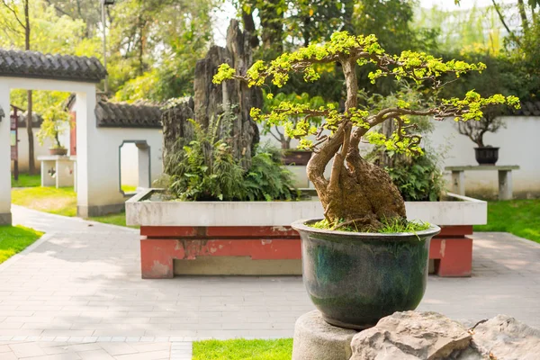Bonsai ağaçlar Chengdu Park