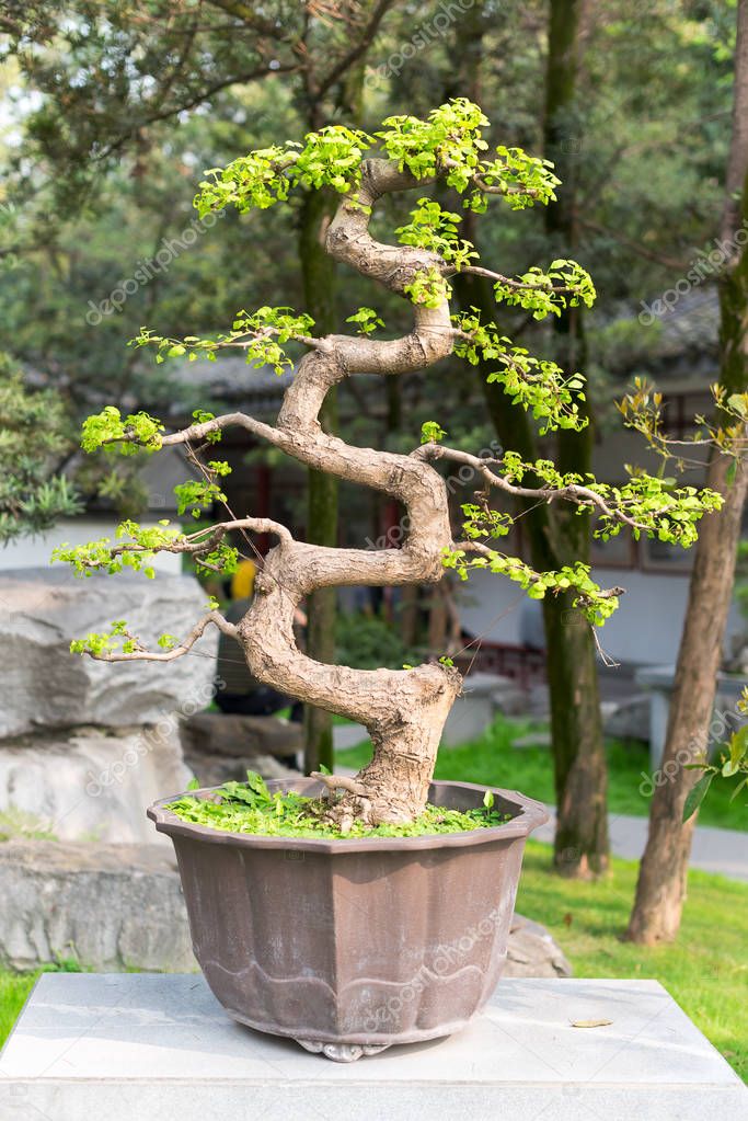 Foto: del árbol bonsai | Árbol bonsai trenzado en un parque de Chengdu