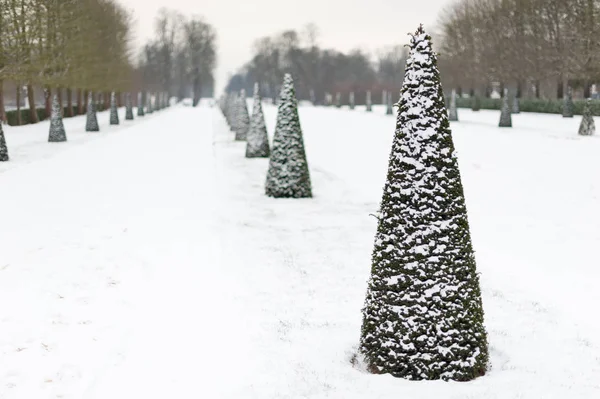 Wiersz z sosny pod śniegiem w Parc de Saint-Cloud — Zdjęcie stockowe