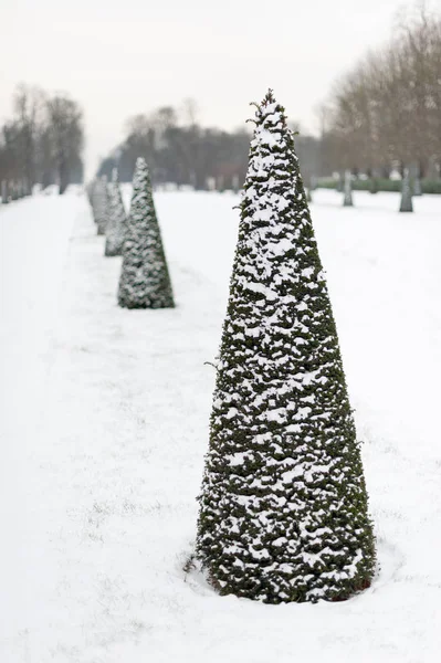 Fila di pini sotto la neve nel Parc de Saint-Cloud — Foto Stock
