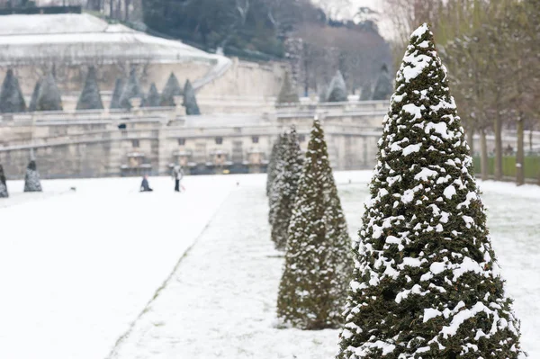 Fila di pini sotto la neve nel Parc de Saint-Cloud — Foto Stock