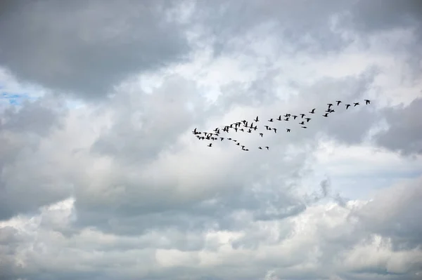 Grupo de gansos voando em um céu nublado — Fotografia de Stock