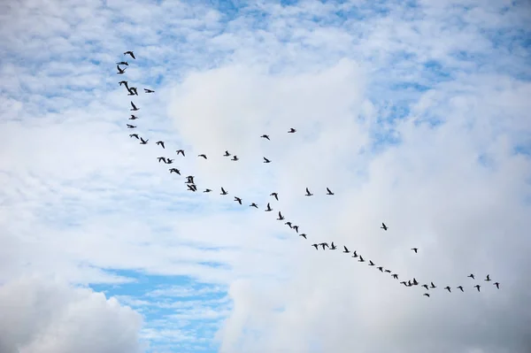 Grupo de gansos voando em um céu azul com nuvens brancas — Fotografia de Stock