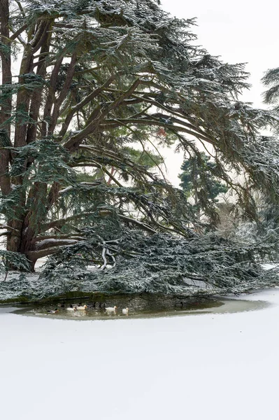 Wielkie drzewo pod śniegiem, z kaczek, pływanie w wodzie — Zdjęcie stockowe
