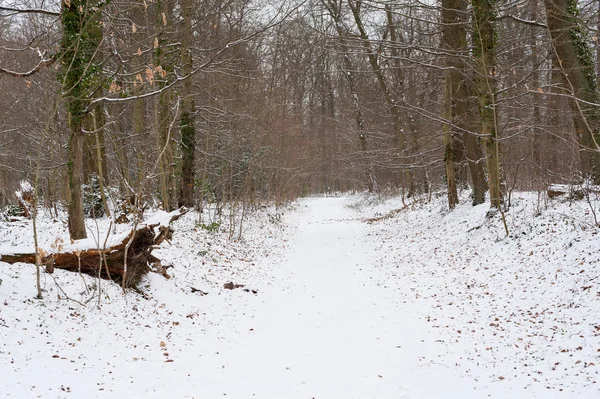 Droga pod śniegiem w lesie — Zdjęcie stockowe