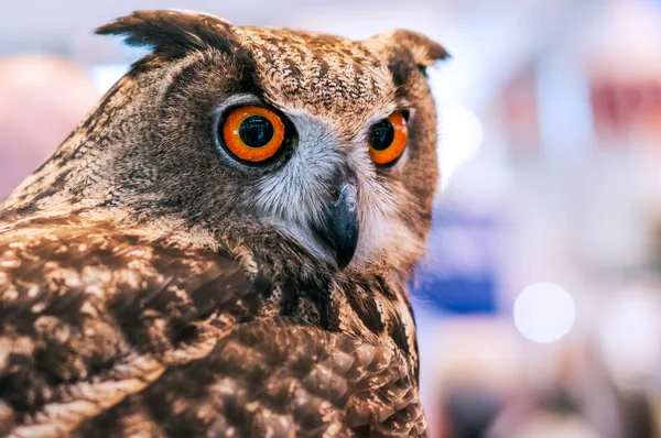 Grand duke owl dengan mata oranye — Stok Foto