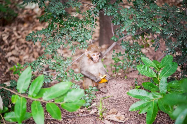 Rhesus macaco bebê segurando uma casca de laranja na floresta — Fotografia de Stock