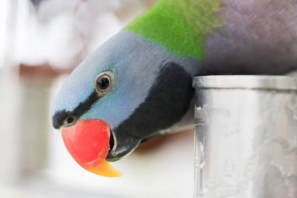 Papouška Psittacula alexandri při pohledu na fotoaparát hlavy detail — Stock fotografie