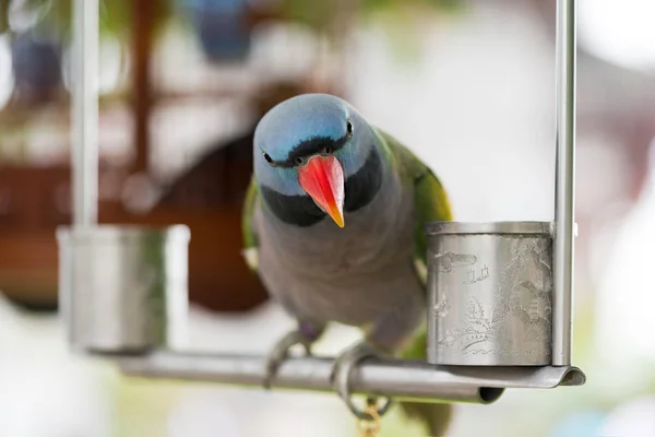 Psittacula alexandri papagaio close-up em um poleiro de ferro olhando para — Fotografia de Stock