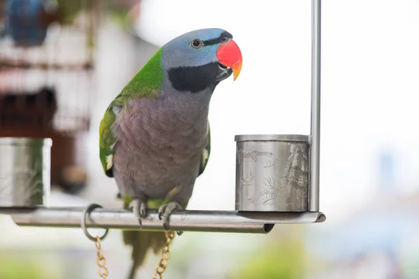 Psittacula alexandri parrot on an iron perch looking at camera c — Stock Photo, Image