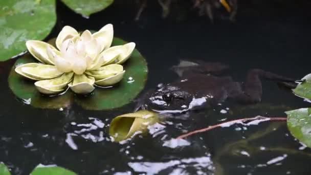 Groda i en damm med lotusblad — Stockvideo