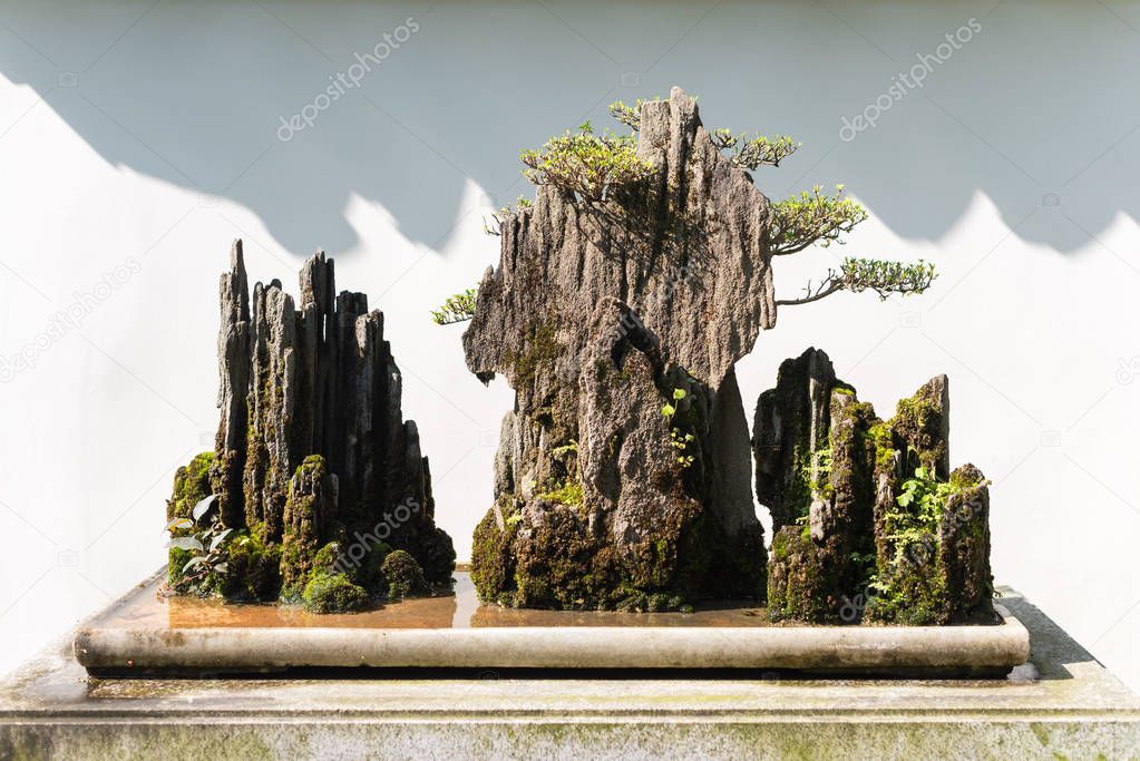 Bonsai on rocks with a white wall in the background
