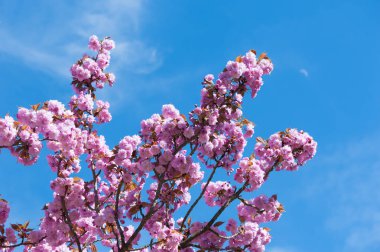 Tam Bloom kiraz çiçeklenme